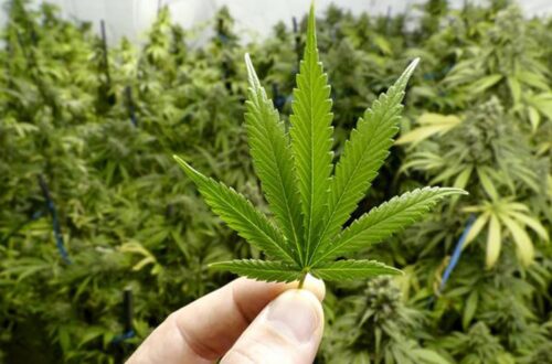 Reformasi Kebijakan Narkotika: Presiden Trump Pertimbangkan Reklasifikasi Ganja dari Kategori Narkotika Berbahaya